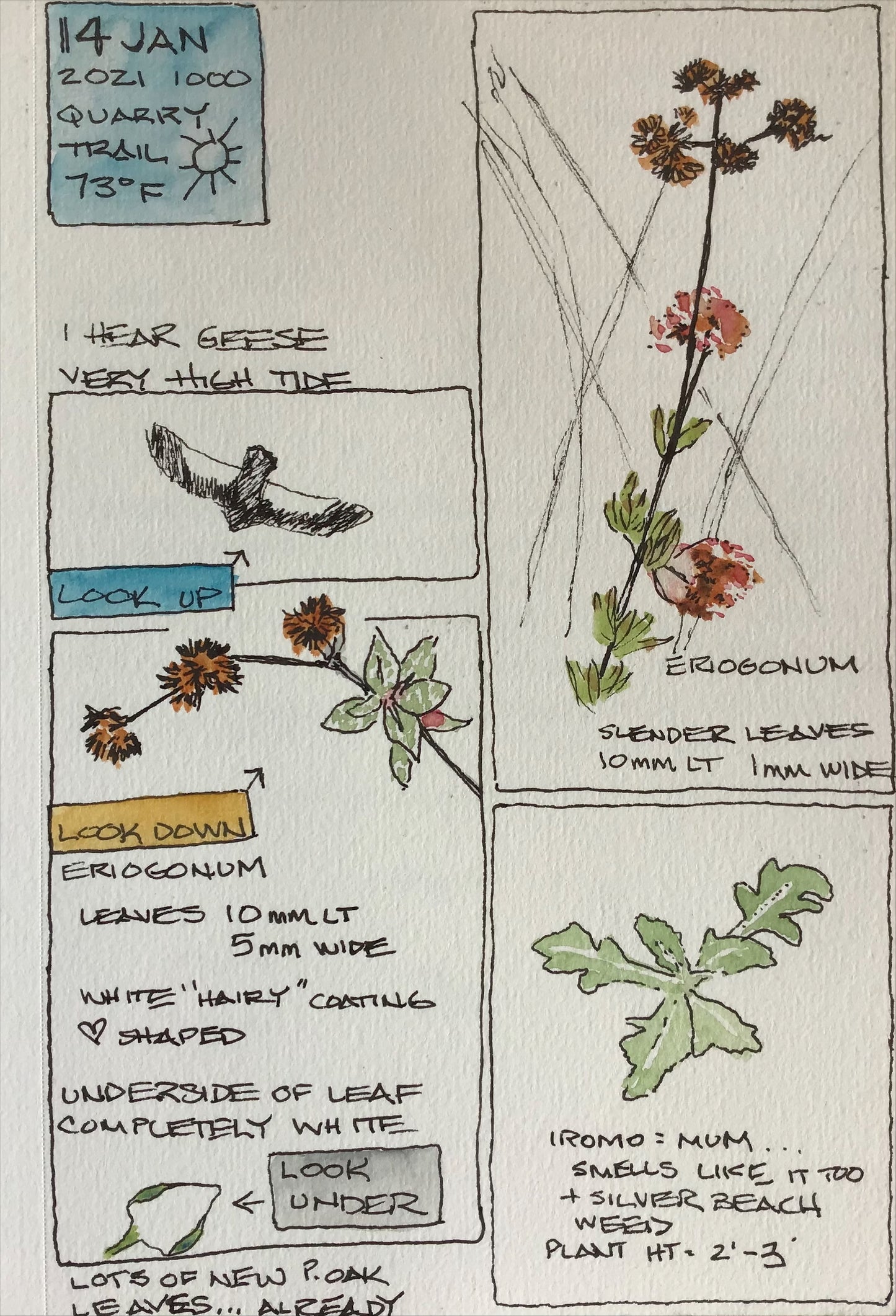 Introduction to Nature Journaling, Nov 16, 2:00-3:30pm