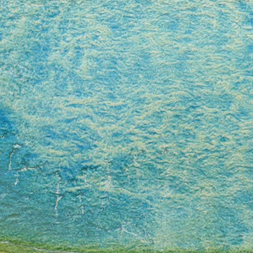 CfM Tidepool watercolor