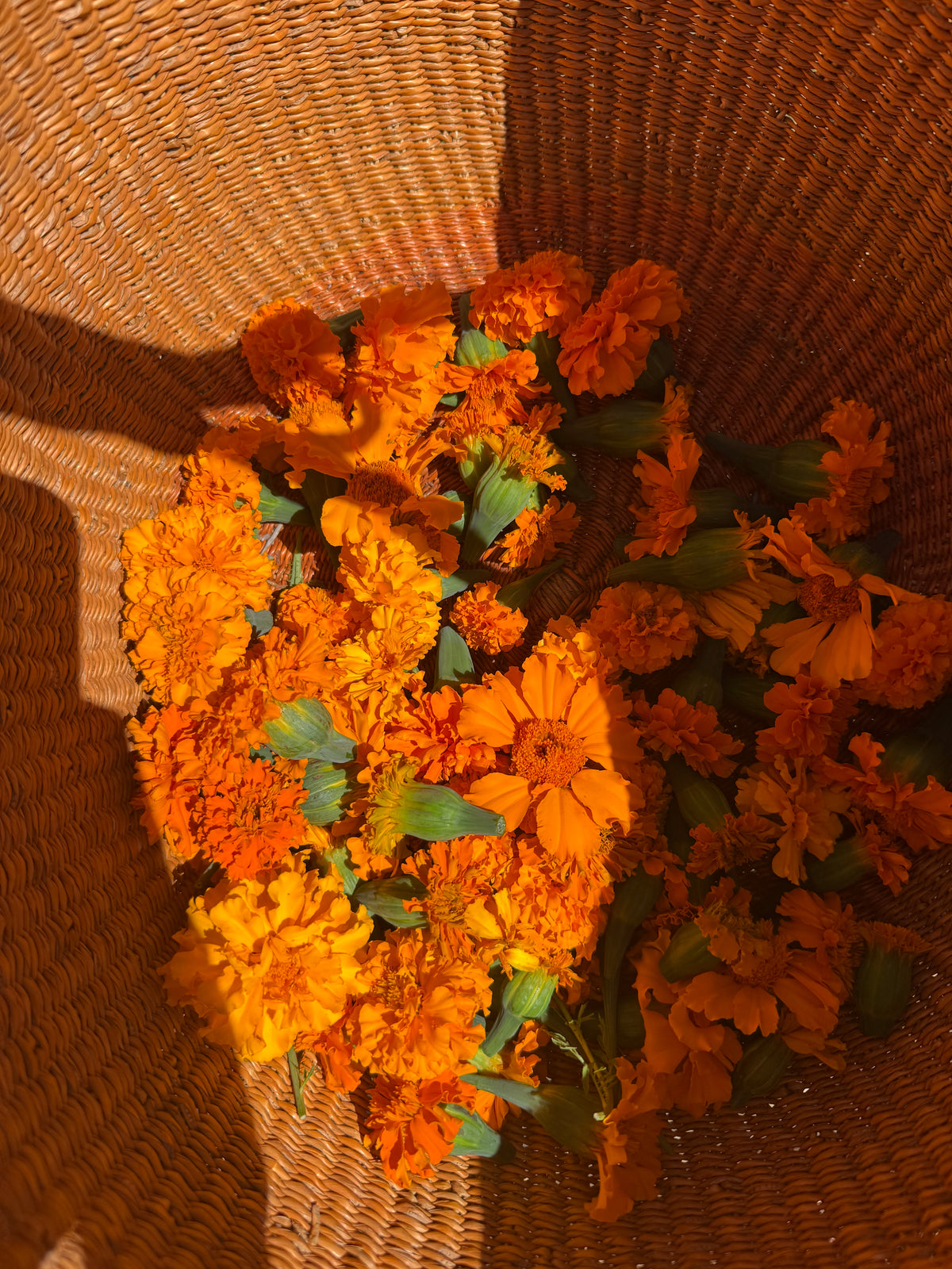 Marigold Dye Workshop; Sun, Oct 25 @ 1:00pm