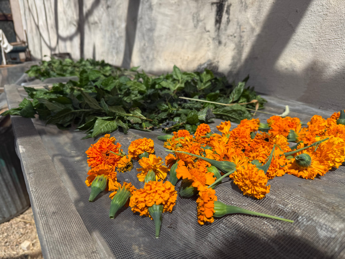 Marigold Dye Workshop; Sun, Oct 25 @ 1:00pm