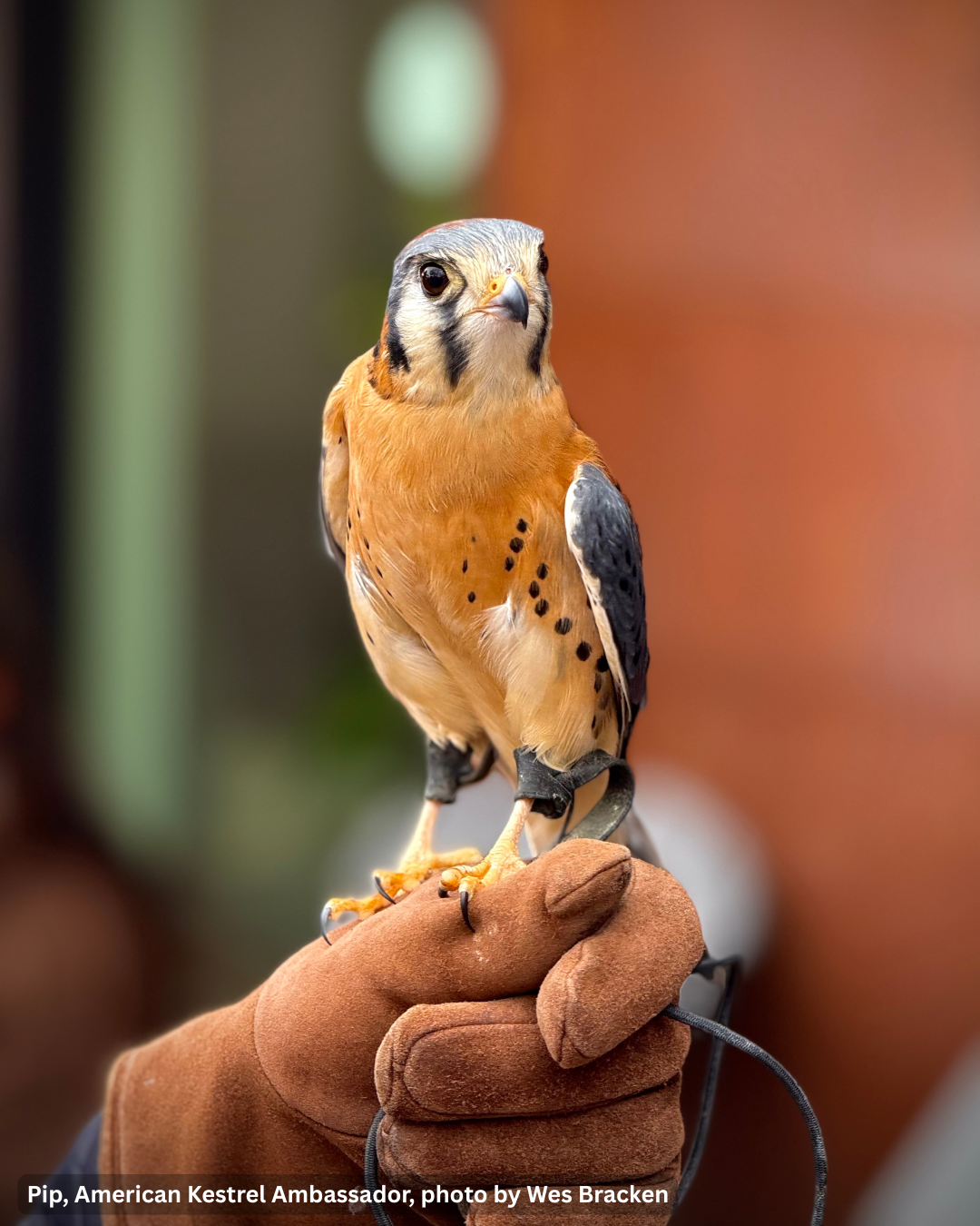 Life Drawing w/ Live PWC Animal Ambassadors; Sat, Nov 14 @10:00am