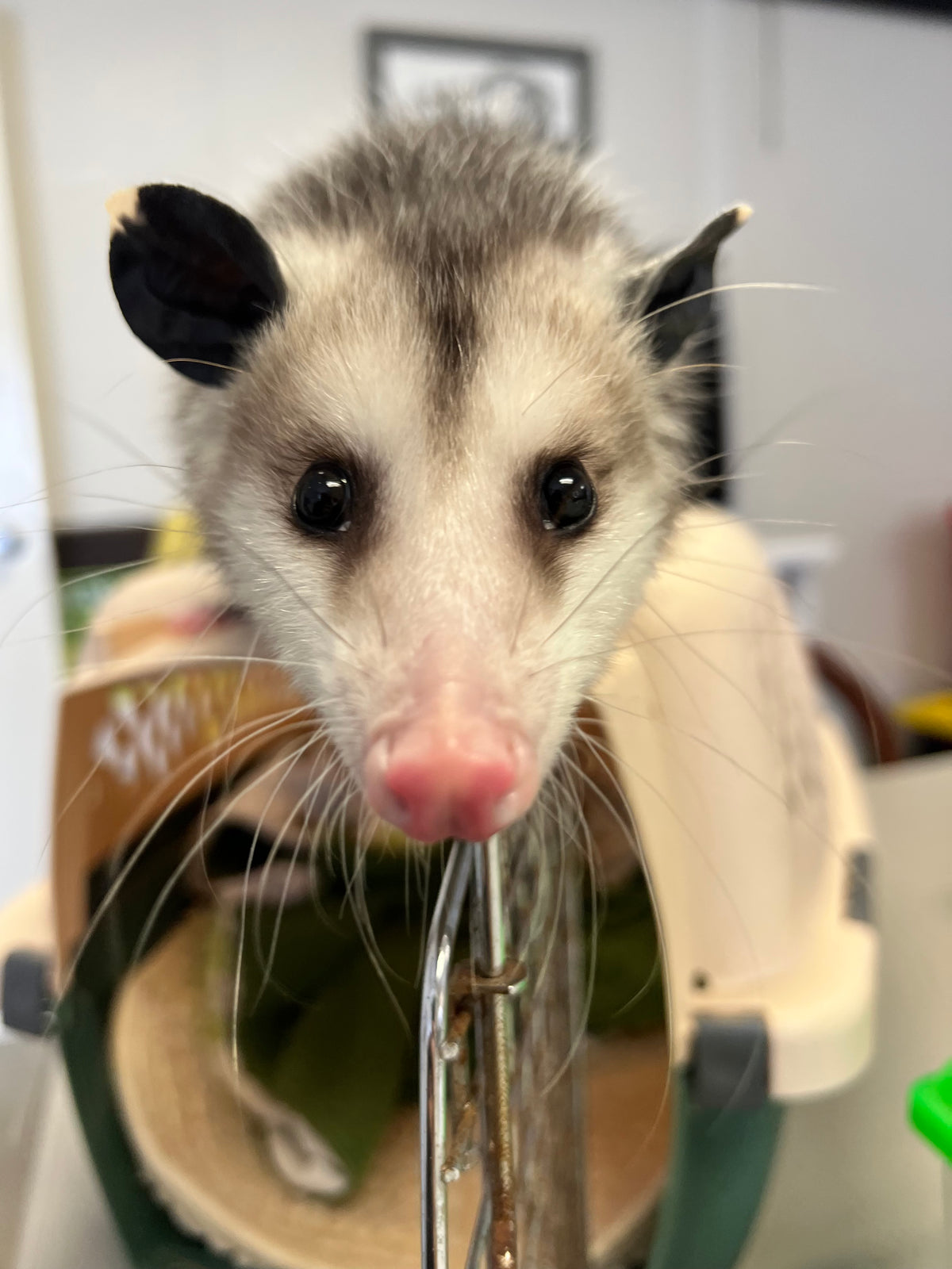 Life Drawing w/ Live PWC Animal Ambassadors; Sat, Nov 14 @10:00am